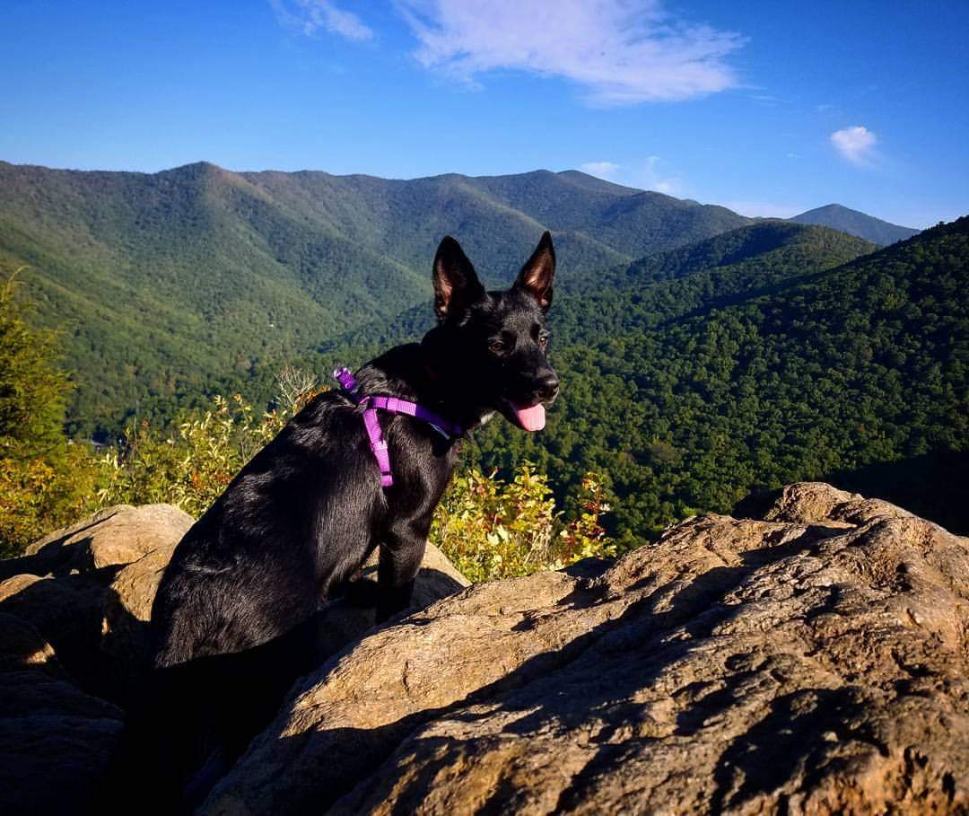 Asheville welcomes pets!